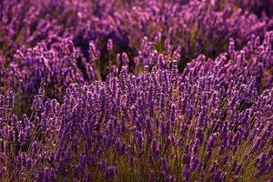 närbild buskar av lavendel lila aromatiska blommor foto