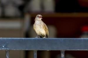 streak eared bulbul stå på staketet foto