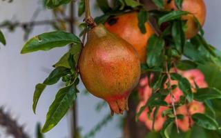 granatäpple på trädet i trädgården foto