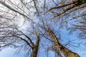 kala kronor och klumpiga grenar av enorma ekar som växer på blå himmel i solig dag foto