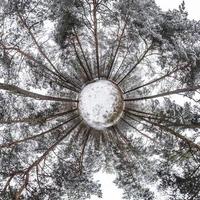 liten planetomvandling av sfäriskt panorama 360 grader. sfärisk abstrakt flygfoto i vinter tallskog. utrymmets krökning. foto