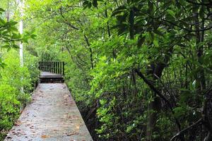 trä väg sätt bland mangroveskogen, thailand foto