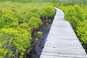 trä väg sätt bland mangroveskogen, thailand foto