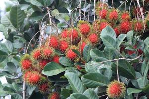 tropisk frukt, rambutan på trädet foto