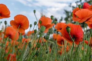 enormt fält av röda vallmoblommor foto