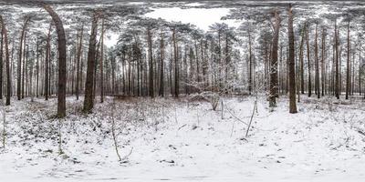 vinter full sfärisk hdri panorama 360 graders vinkel view road i en snöig pinery skog med grå blek himmel i ekvirektangulär projektion. vr ar innehåll foto