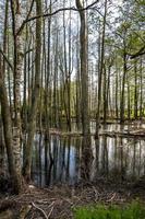 höga träd skog i vatten av träsket foto