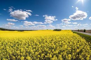 fält av vackra vårens gyllene blomma av raps med blå himmel foto