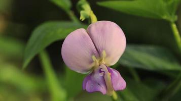 ärtblomma som ser ut som en orkidé foto