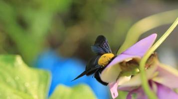 skalbaggar hjälper till att pollinera blomknoppar foto