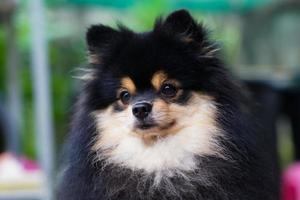 pomeranian hund på trappan och letar efter dig. foto