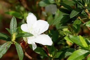 rhododendron persil - vit blommande buske foto