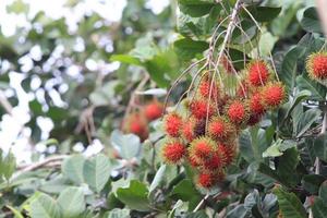 tropisk frukt, rambutan på trädet foto