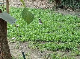 växter botaniska tropiska lövväxt natur miljö ekologi trädgårdsarbete bakgrund landskap vårbilder foto