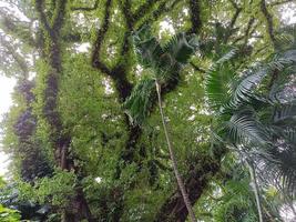 växter botaniska tropiska lövväxt natur miljö ekologi trädgårdsarbete bakgrund landskap vårbilder foto