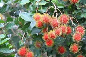 tropisk frukt, rambutan på trädet foto