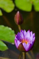 lila lotus