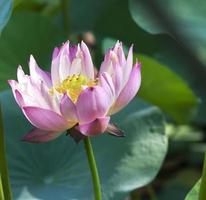 blomma för lotusblomma foto