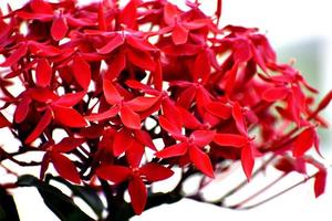 ett gäng färska röda blommor foto