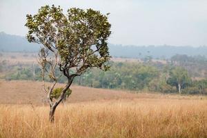 ensamt träd vid thung salang luang nationalpark phetchabun, thailand foto