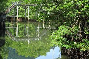 betongbro gå till mangroveskog foto