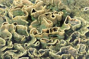 hård korall vid lågvatten, thailand foto