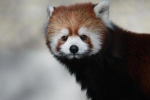 en utrotningshotad röd pandabjörn foto