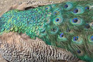 färgglada påfågelfjädrar foto