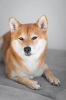 porträtt av japansk röd hund shiba inu. söt vacker hund shiba inu hund. foto