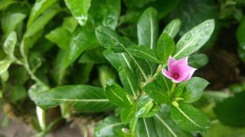 natur fåglar blomma flodbåt kväll foto