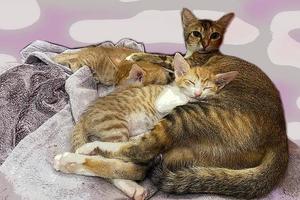 mamma katt och 2 väldigt små kattungar ligger på en blå stickad tröja. mamma katt mamma katt och bebis katt kattunge. en kattunge som äter bröstmjölk. foto