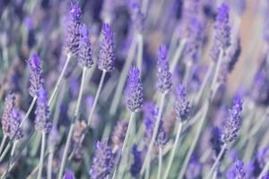 blommande lavendelblommor. naturlig blommig bakgrund med lila lavendelknoppar foto