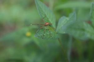 insektsdjur uppflugen på ett löv med en oskärpa bakgrundsstruktur foto