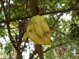 gul starfruit som börjar ruttna på trädstammen foto