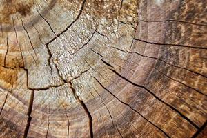 närbild av textur av sågat trä. foto