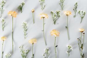 krysantemum och skärblommor sammansättning. mönster och ram gjord av olika gula eller orange blommor och gröna blad på vit bakgrund. platt låg, ovanifrån, kopiera utrymme, vår, sommar koncept. foto