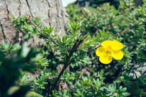 enda ljusgul vårblomma på en grön buske foto