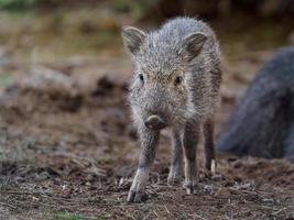 chacoan peccary i djurparken foto