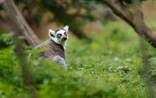 ring-tailed lemur foto