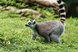 ring-tailed lemur foto