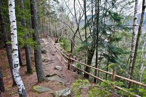 trästaket på lappen vid våt skog i Karpaterna. foto