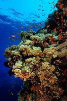 korallrev foto
