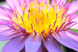 närbild pollen lotusblomma. foto