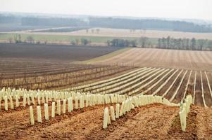 fält med vingårdar tidigt på våren i södra Moravia, Tjeckien. foto