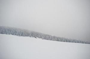 tallar täckta av snö på berget chomiak. vackra vinterlandskap av Karpaterna, Ukraina. frost natur. foto