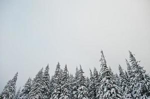 tallar täckta av snö på berget chomiak. vackra vinterlandskap av Karpaterna, Ukraina. frost natur. foto