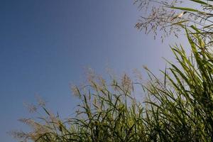 phragmites karka gräs blommor i starkt solljus och fluffiga moln i blå himmel foto