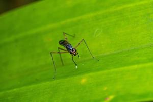 rainieria antennaepes insekt närbild makrofotografering premium foto
