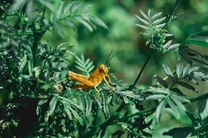 gula risgräshoppor uppflugna på gröna löv som solar sig i solen på dagtid, underordning caelifera hemimetabolous insekter cricket foto