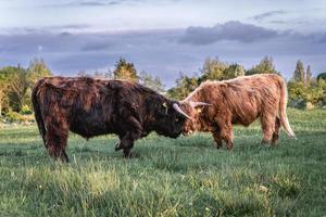 highlander kor i sanddynerna i Wassenaar, Nederländerna. foto